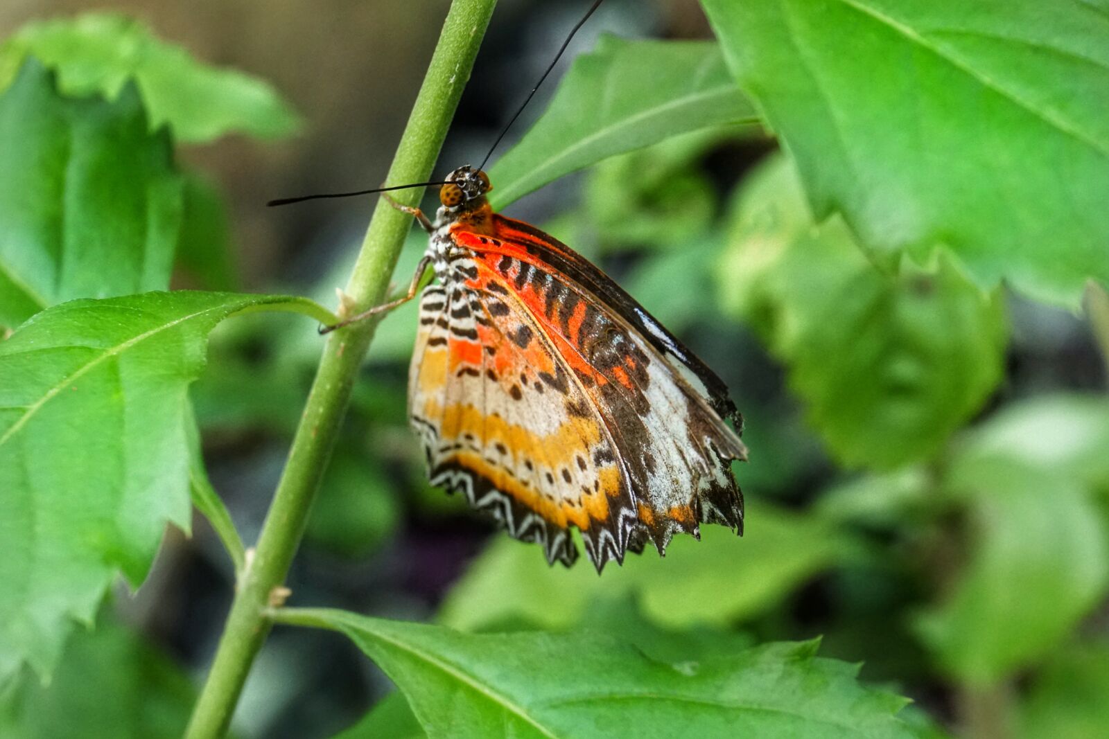 Sony a6300 sample photo. Butterfly, leopard lacewing, nature photography