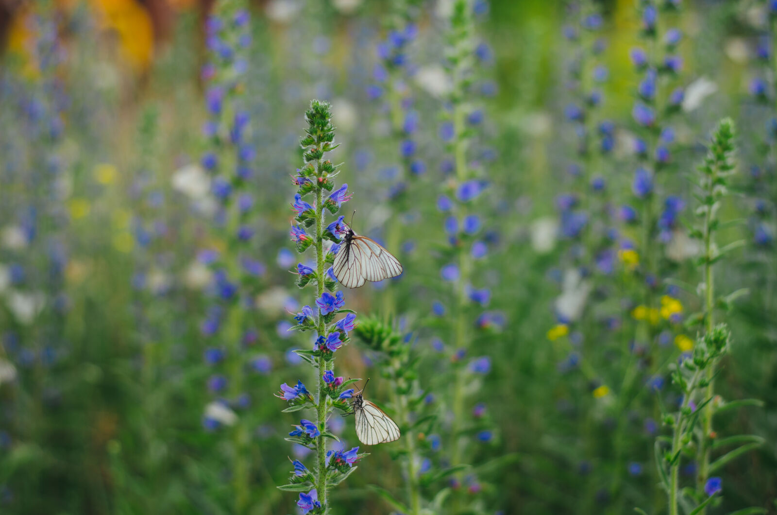 Nikon AF-S Nikkor 50mm F1.8G sample photo. White, butterflies, on, purple photography