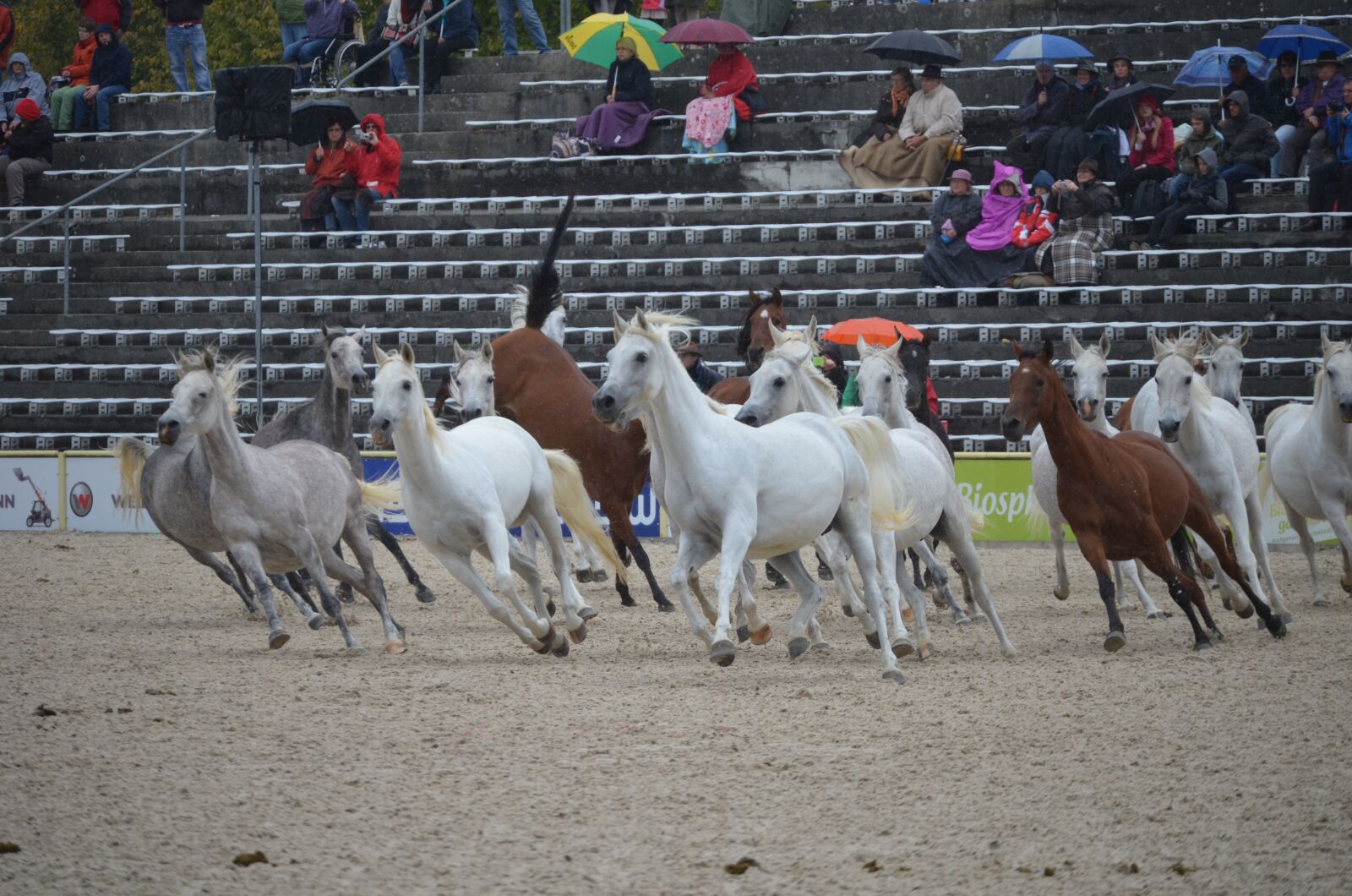 Nikon D5100 sample photo. Flock, mare, thoroughbred arabian photography