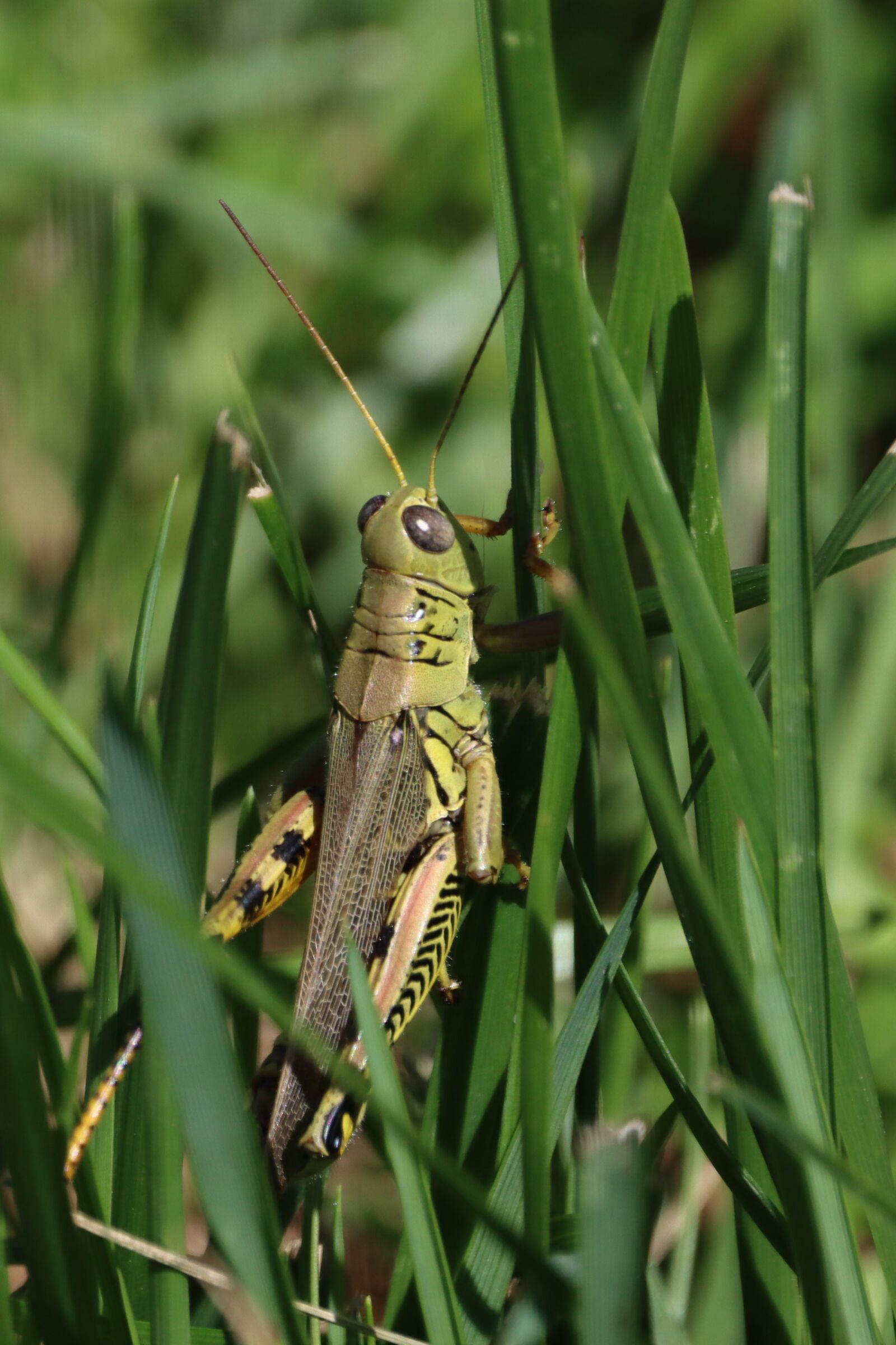 150-600mm F5-6.3 DG OS HSM | Contemporary 015 sample photo. Grasshopper, green, grass photography