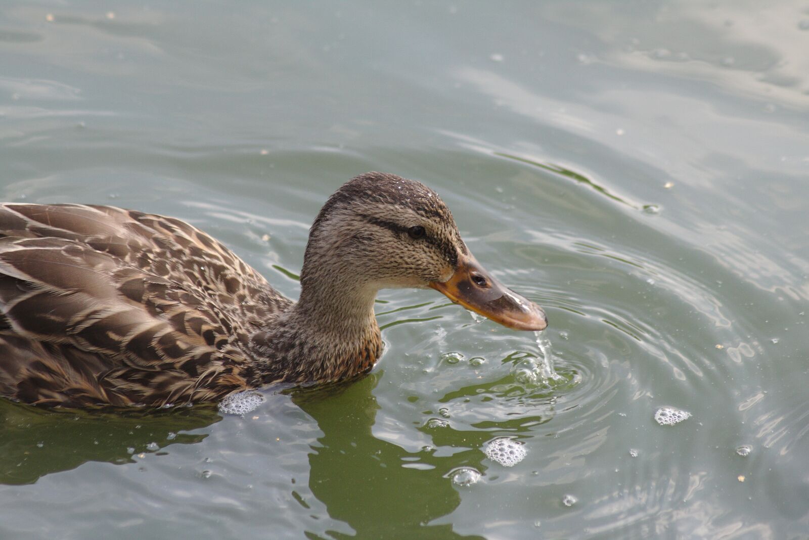 Canon EOS 750D (EOS Rebel T6i / EOS Kiss X8i) sample photo. Duck, pond, lake photography