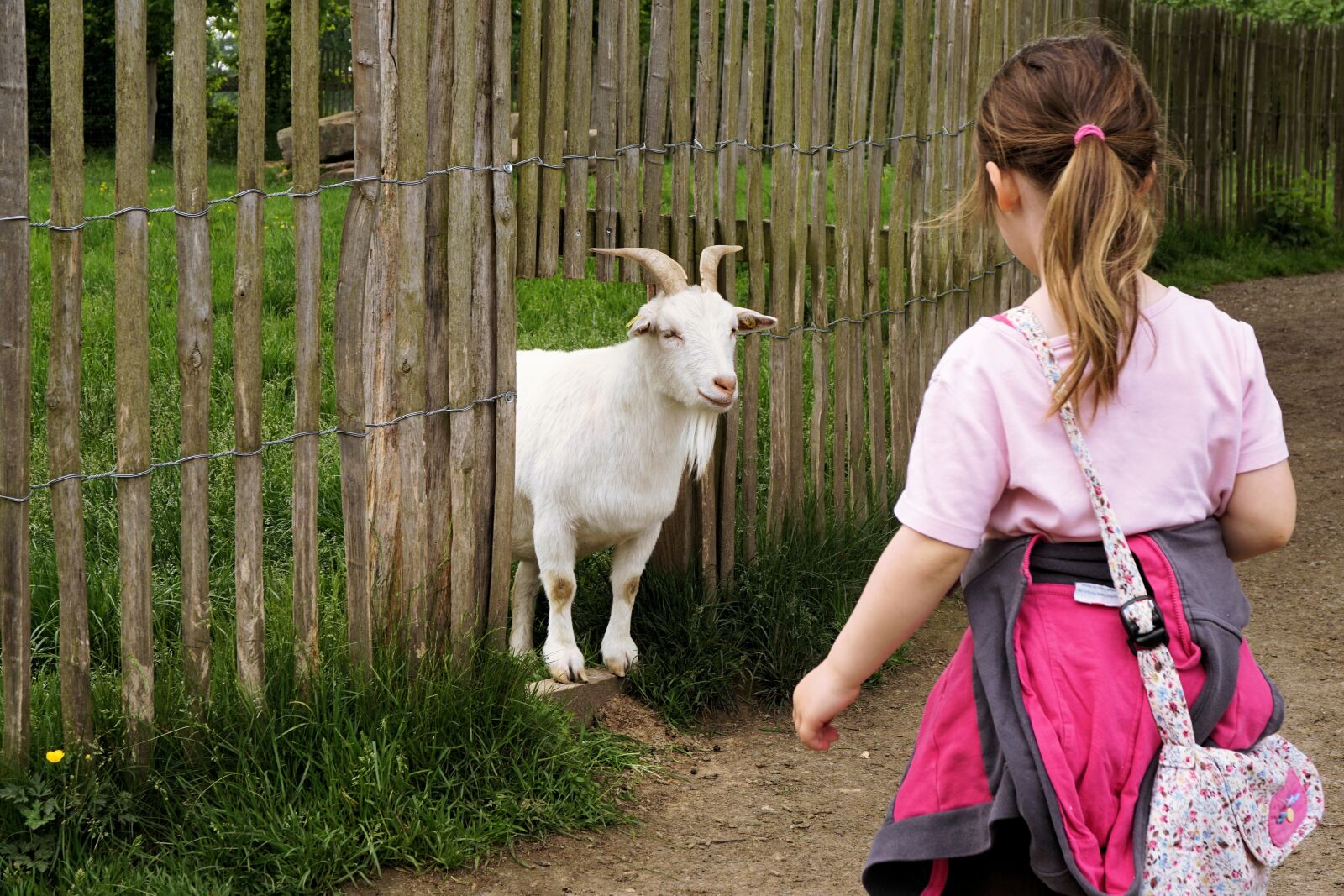 Sony a6000 sample photo. Goat, dwarf goat, pet photography
