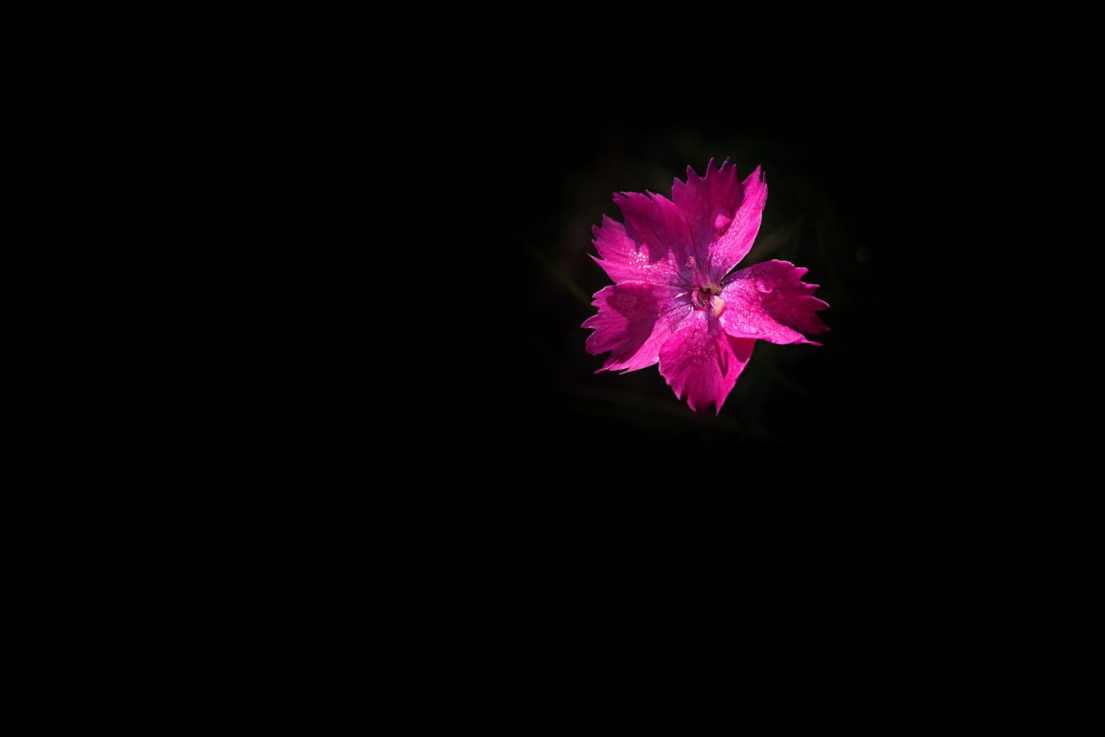 Nikon D750 sample photo. Flower, pink, pink flower photography