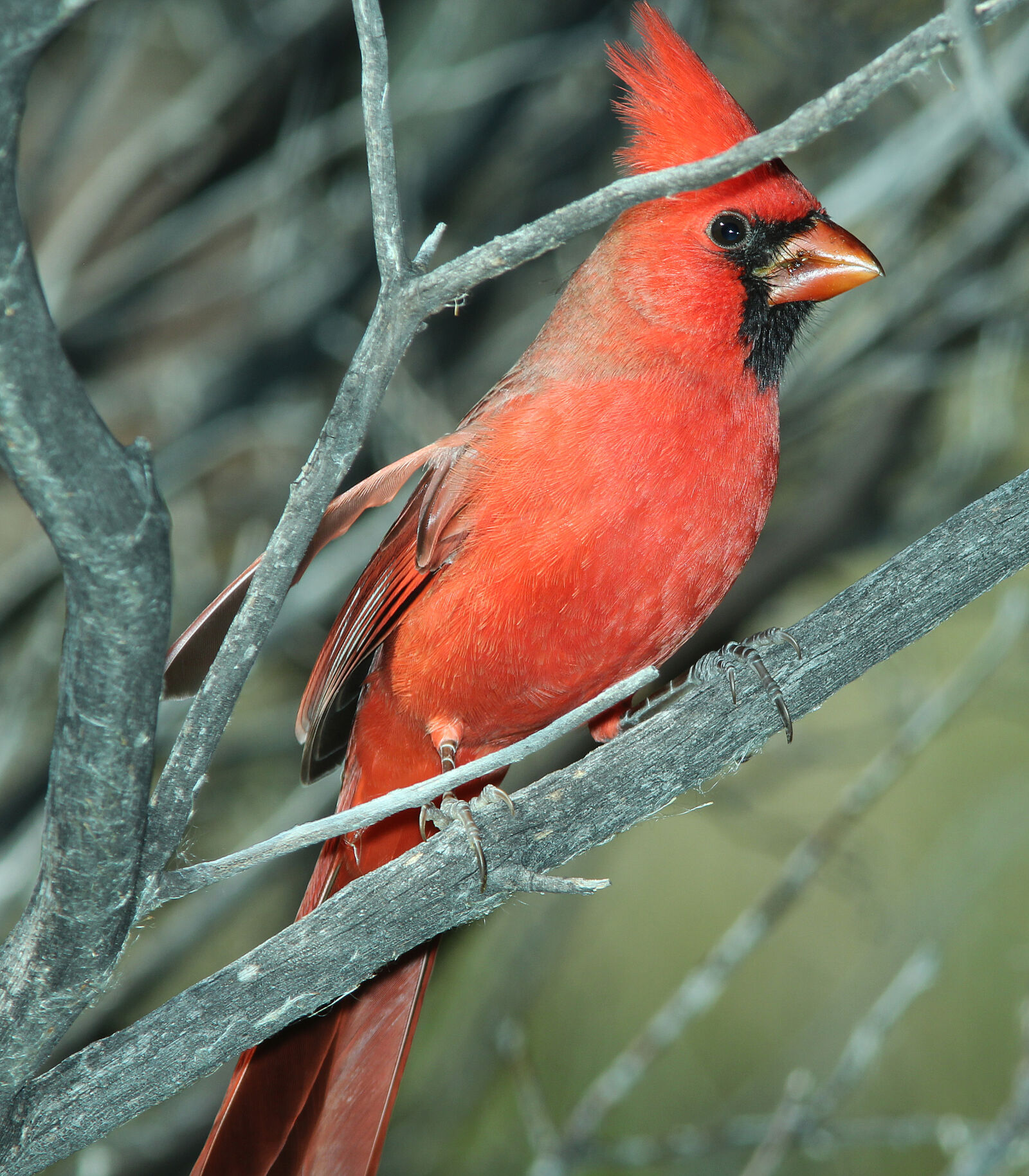 Canon EF 300mm F4L IS USM sample photo
