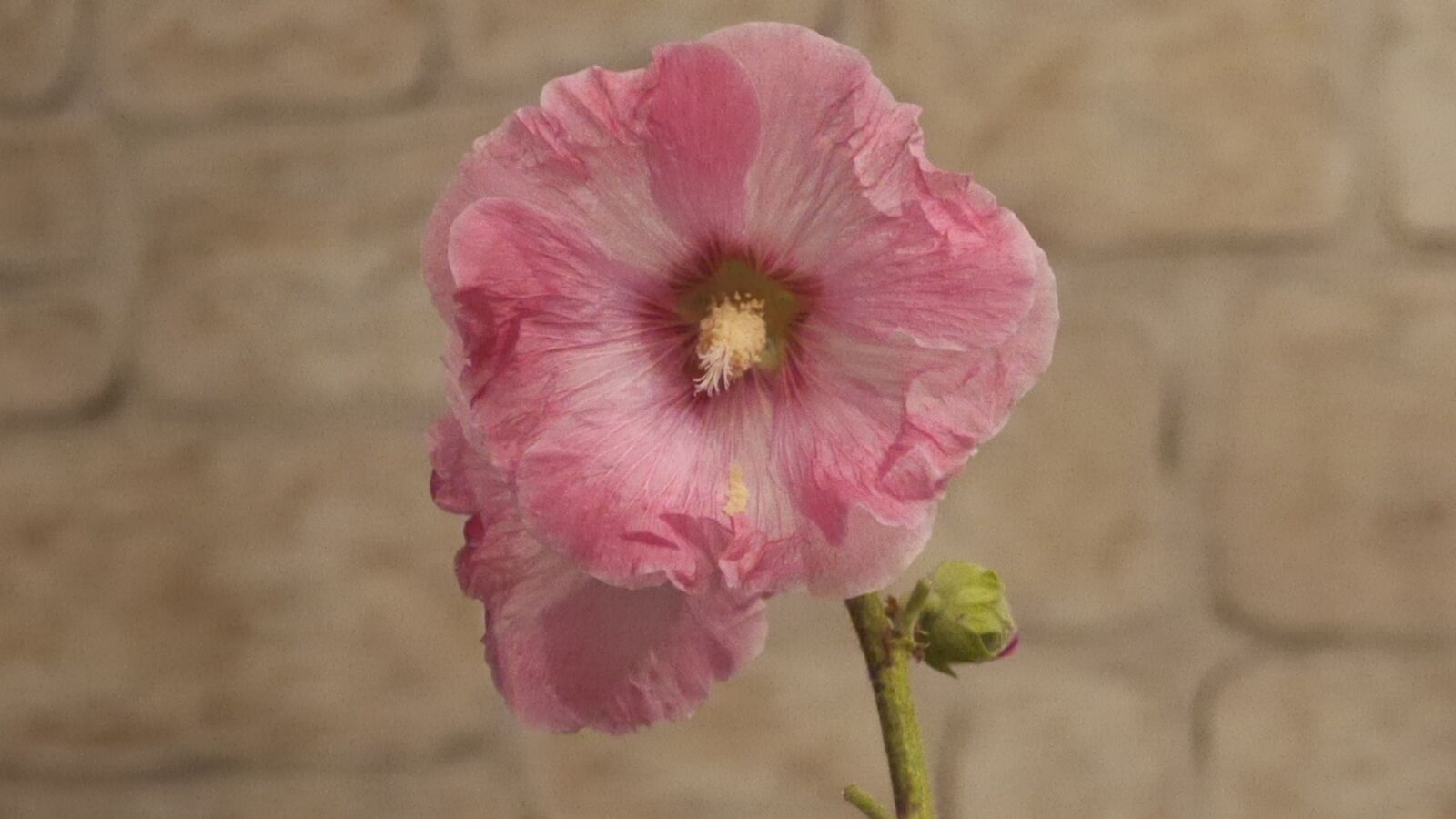 Panasonic Lumix DMC-GH3 sample photo. Stock rose, hollyhock flower photography