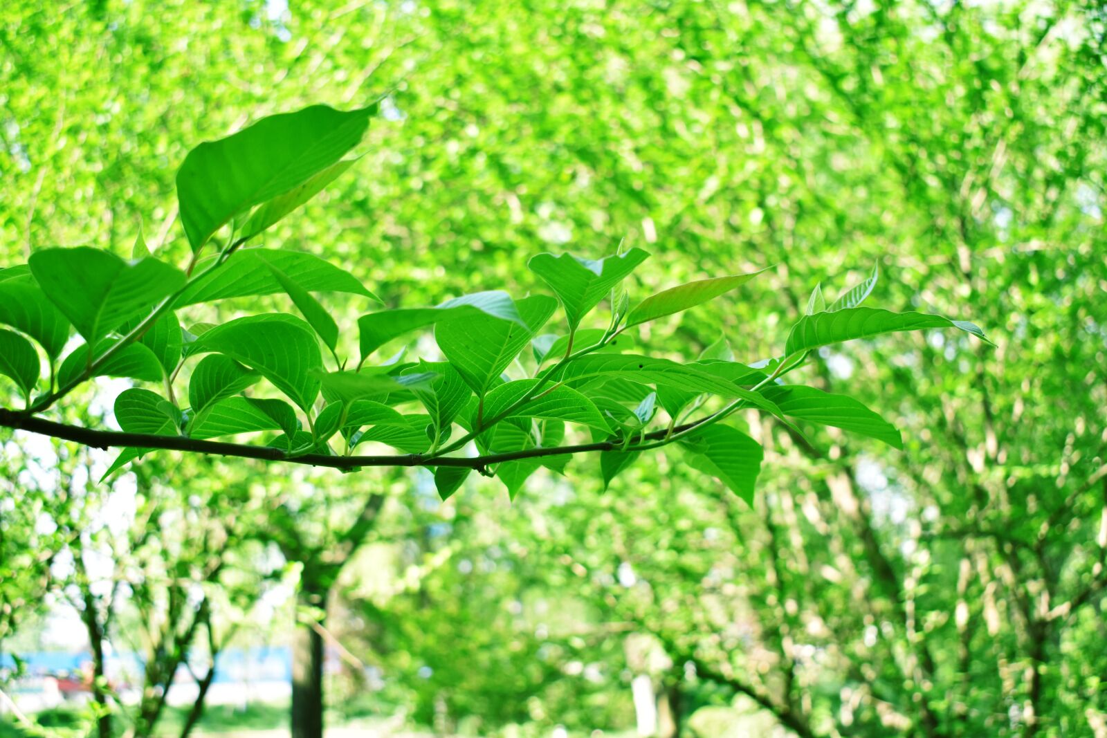 Nikon D3400 sample photo. Green leaves, plant, tree photography