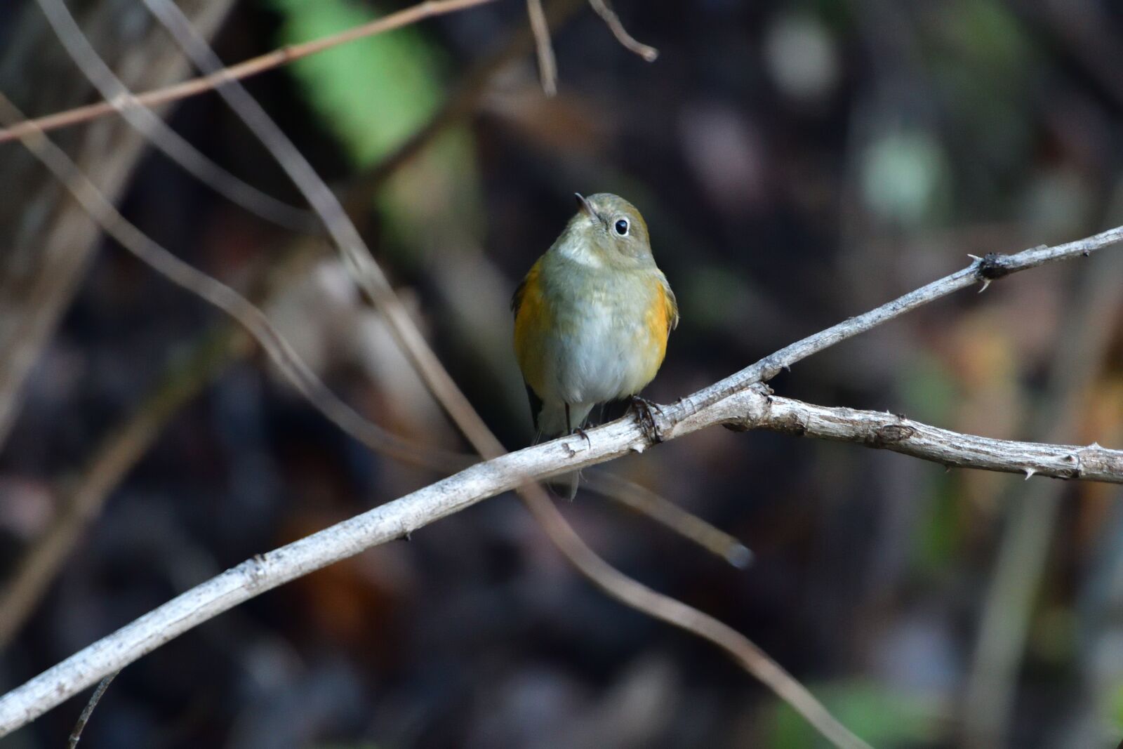 Nikon D500 sample photo. Natural, wild animals, outdoors photography