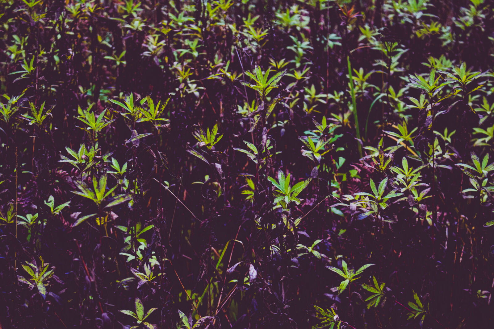 Canon EOS 700D (EOS Rebel T5i / EOS Kiss X7i) sample photo. Close, up, growth, herb photography
