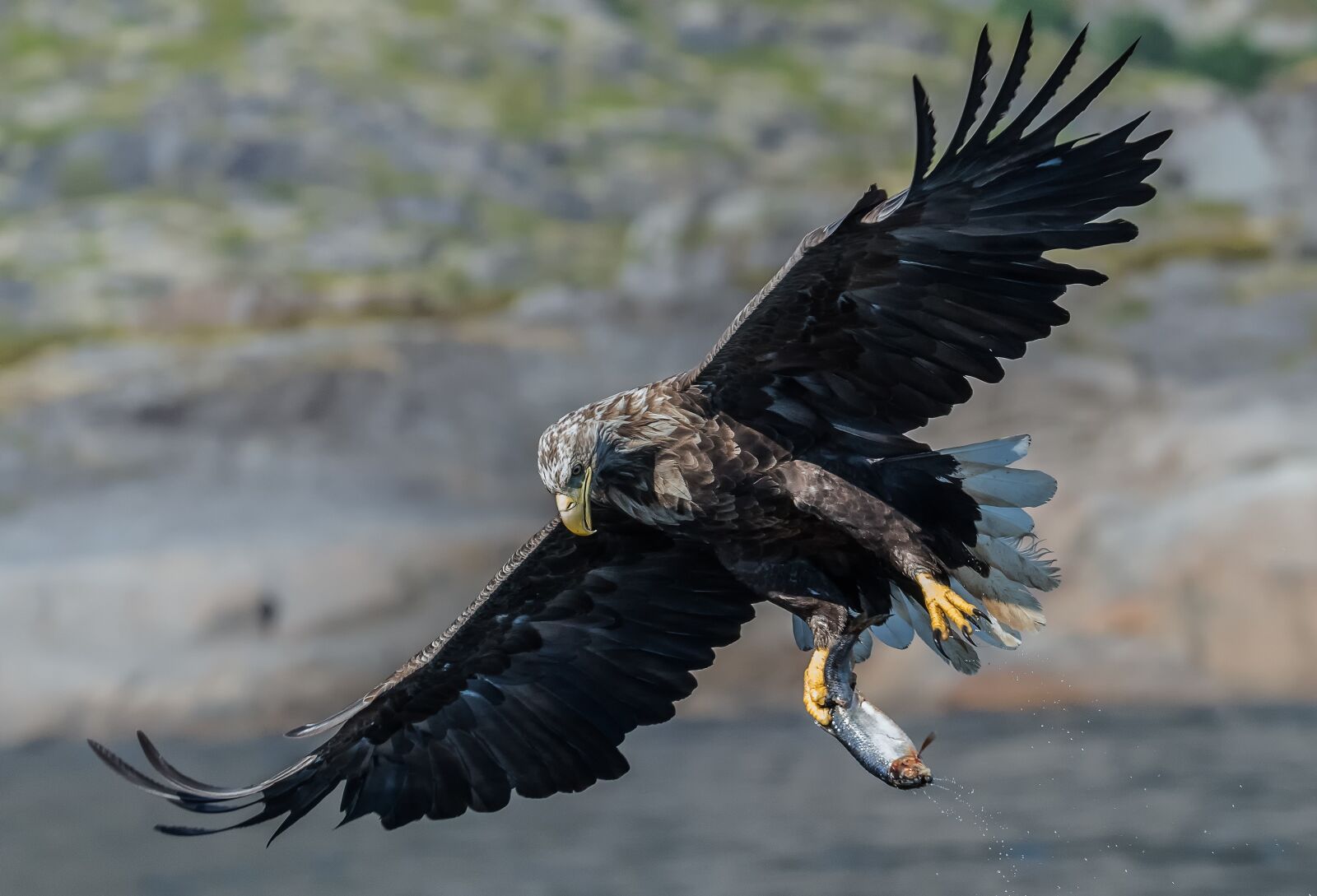 Nikon D500 sample photo. Eagle, white tailed eagle photography