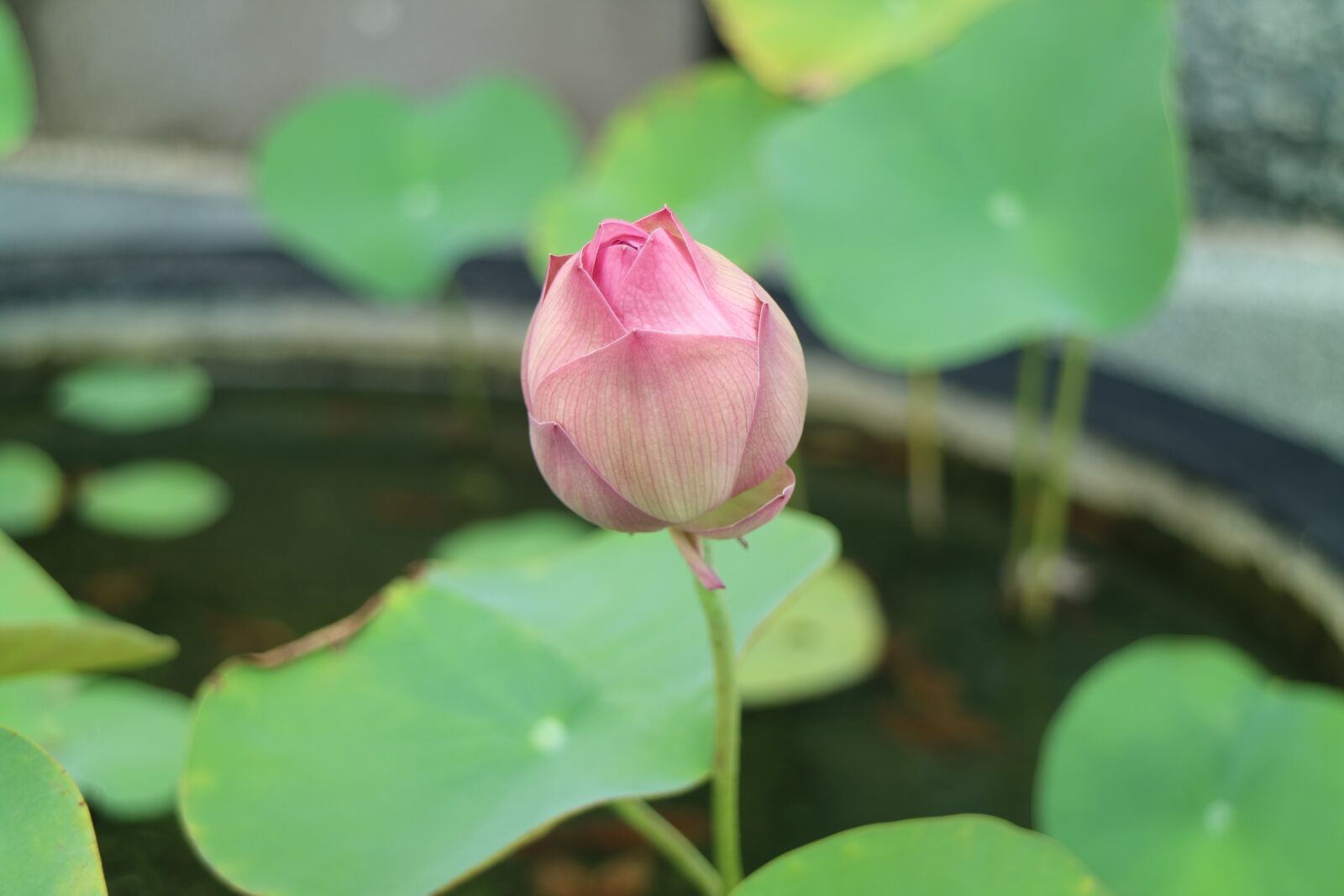Canon EOS M3 sample photo. Lotus root, lotus photography