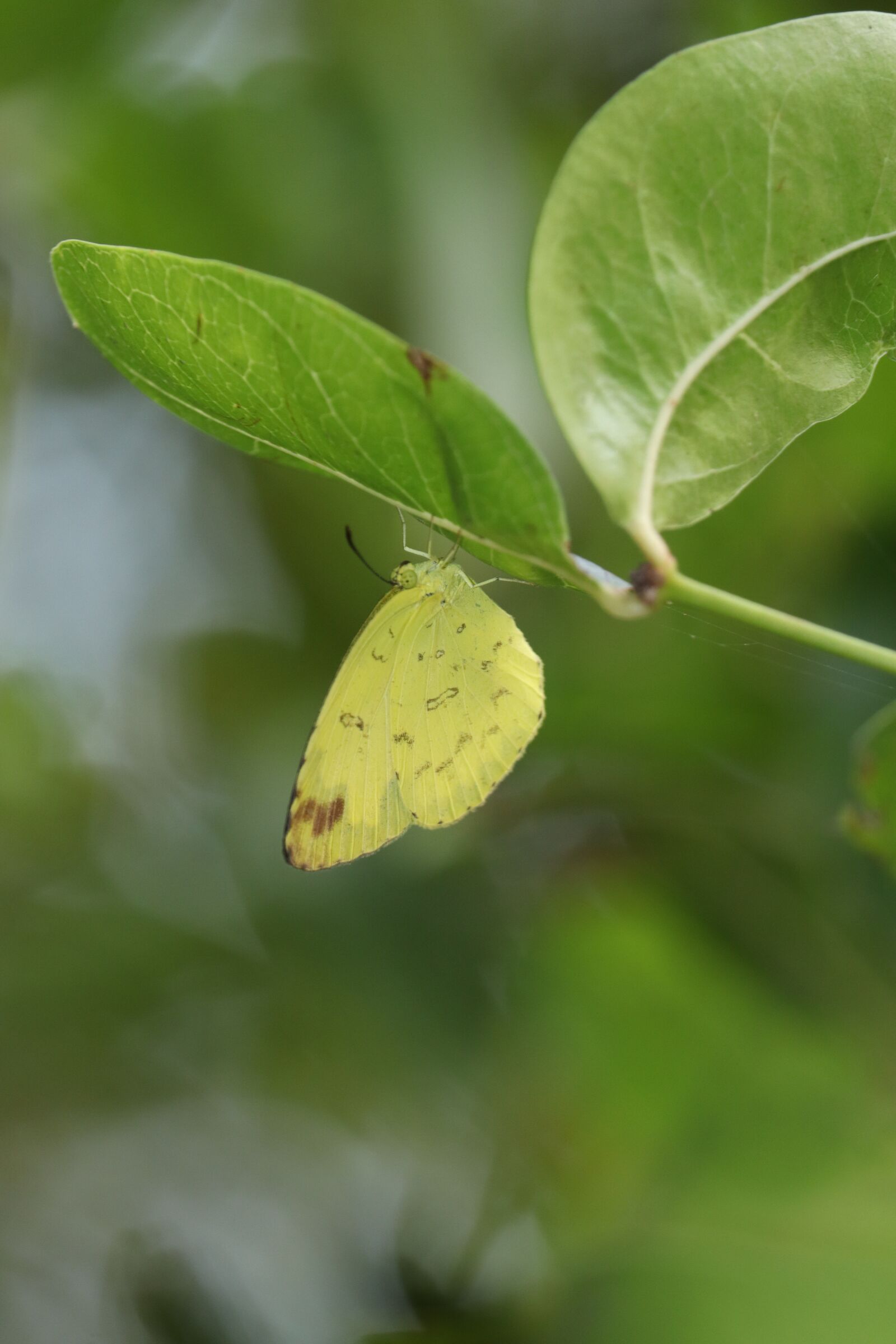 Canon EOS 250D (EOS Rebel SL3 / EOS Kiss X10 / EOS 200D II) sample photo. Kerala, butterfly, nature photography