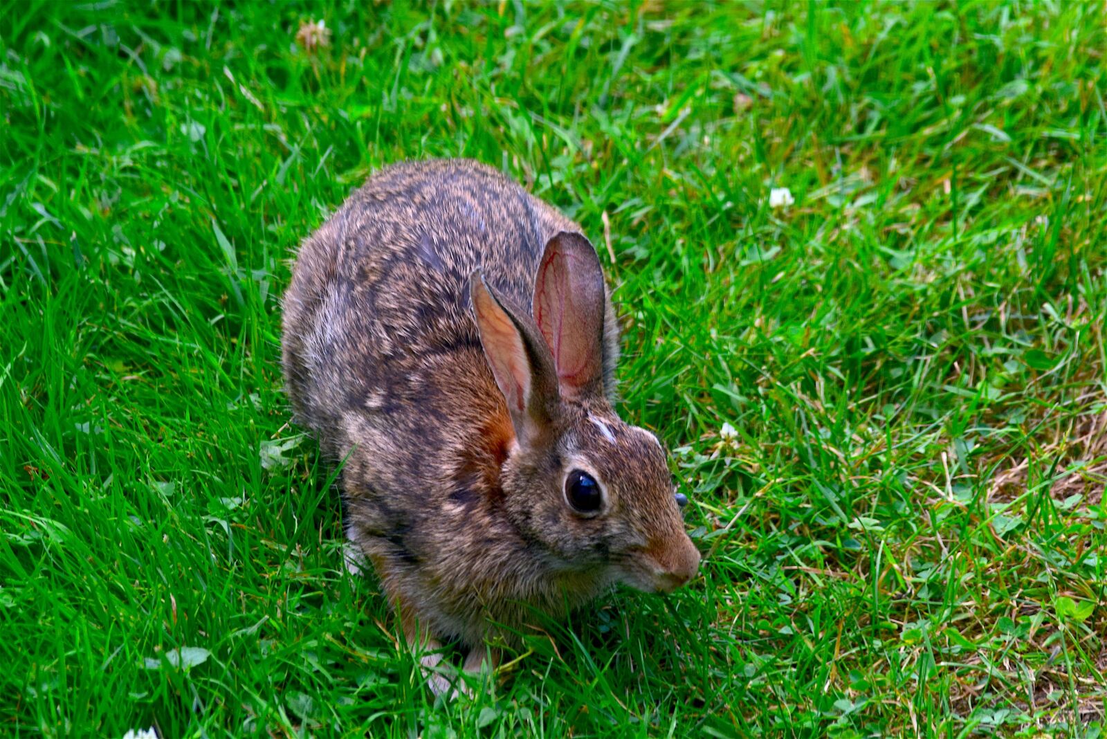 Nikon D3300 sample photo. Rabbit, bunny, animal photography