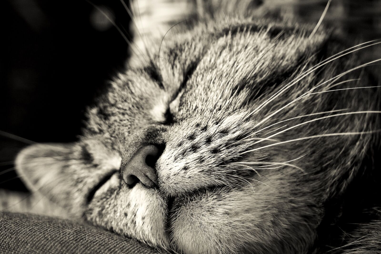 Olympus OM-D E-M10 sample photo. Cat, animal, pet photography