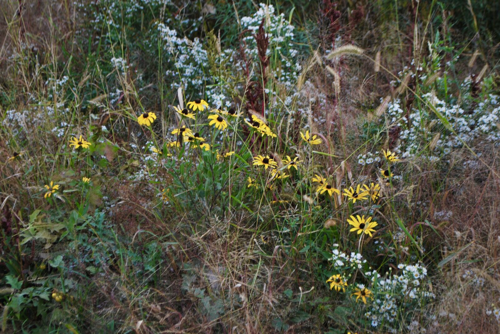 Nikon D60 sample photo. Wildflowers, fall, autumn photography