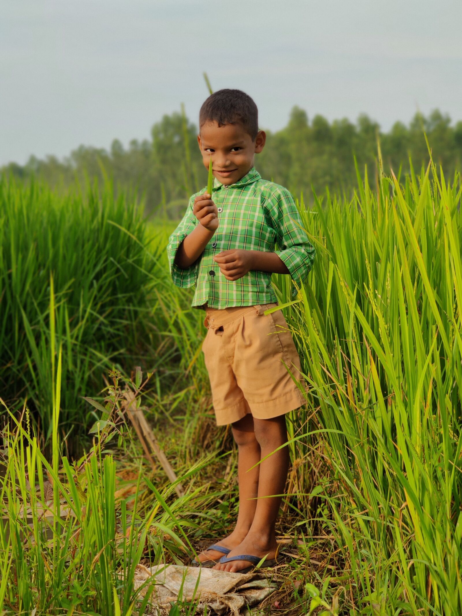 OnePlus GM1911 sample photo. Rice, nature, farm photography