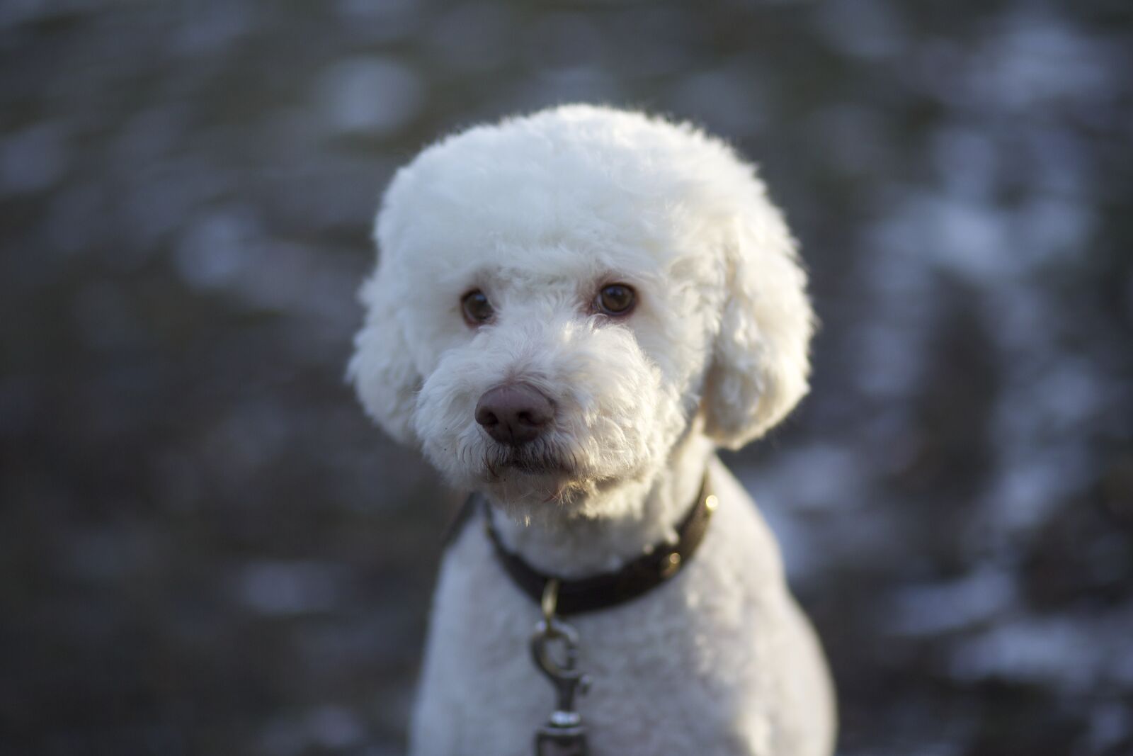 Canon EF 85mm F1.8 USM sample photo. Dog, truffle dog, white photography