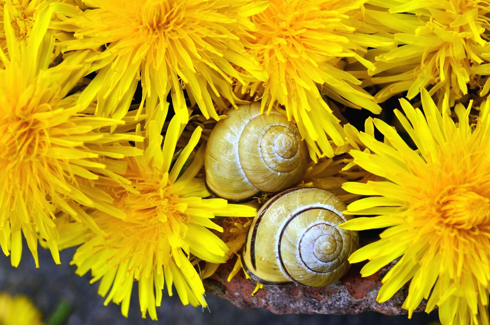 Nikon D5100 sample photo. Petal, dandelion, flower, flowering photography