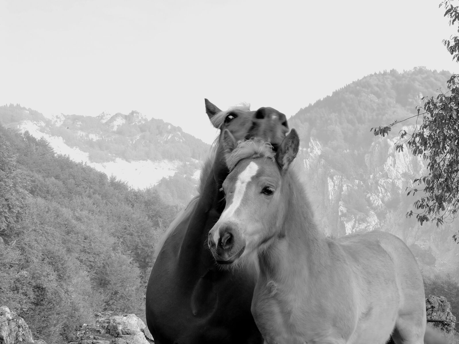 Nikon Coolpix P600 sample photo. Tenderness, horse, mom photography