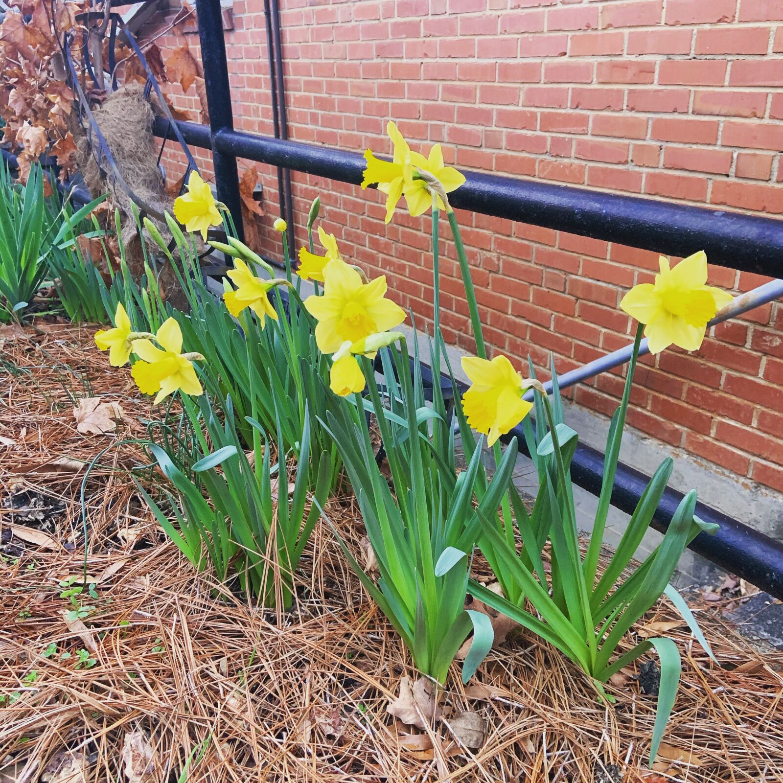 Apple iPhone XR sample photo. Early daffodils, school garden photography