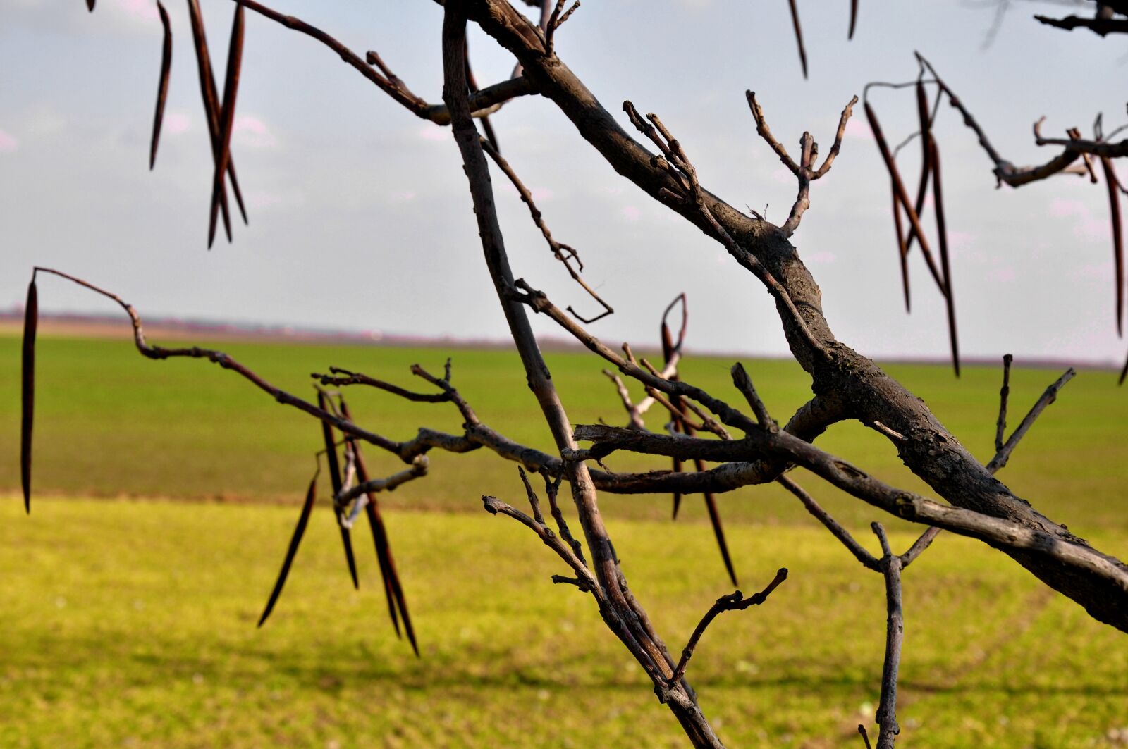 Nikon D90 sample photo. Spring, yellow, sunshine photography