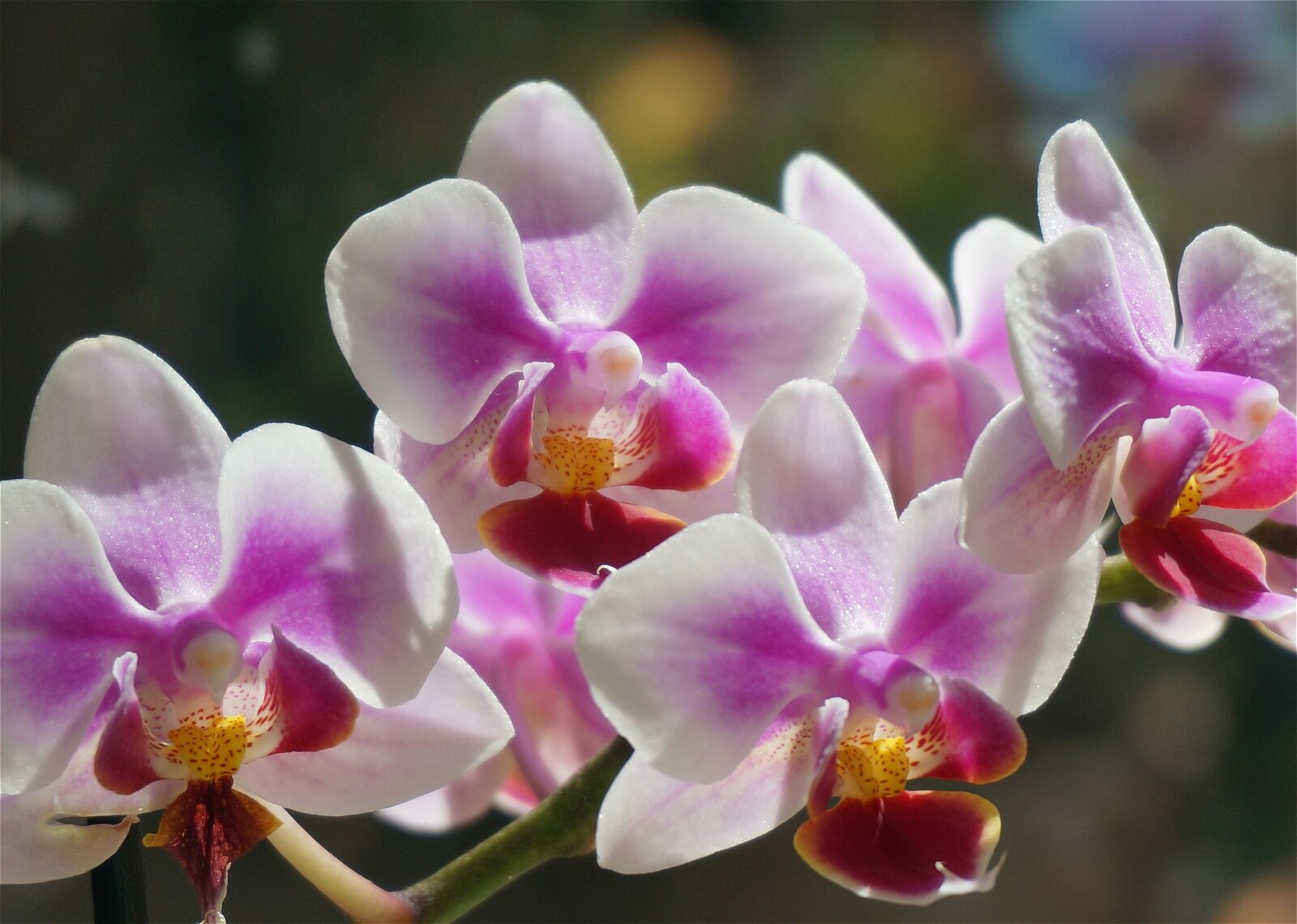 Sony Alpha NEX-5T sample photo. Hybrid phalaenopsis, phalaenopsis, orchid photography