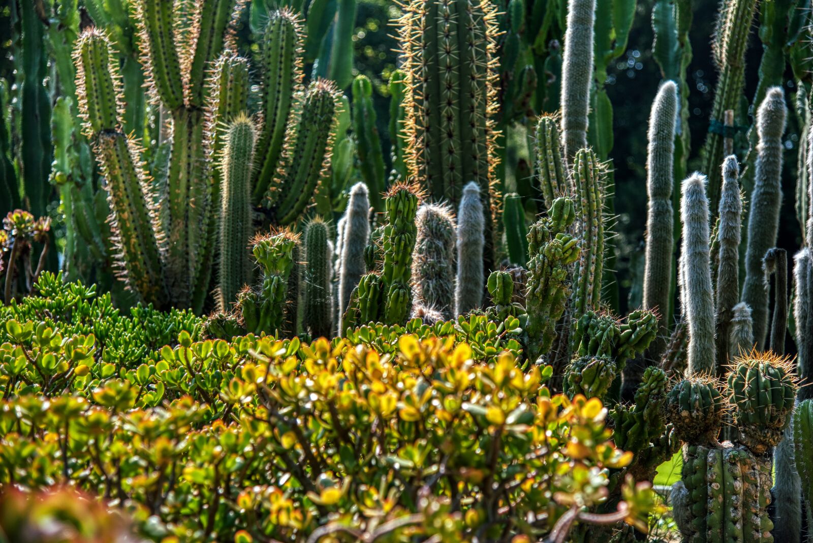 Nikon D750 sample photo. Cactus, plant, exhibition photography