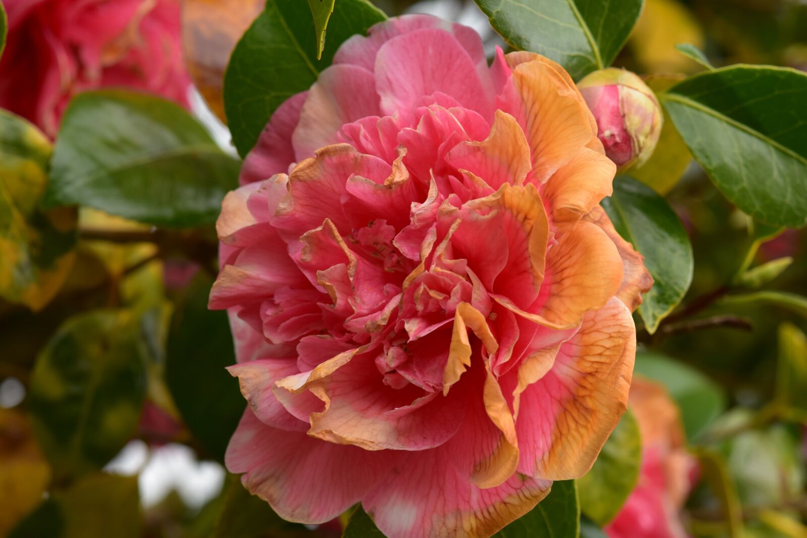 Nikon D5600 sample photo. Flower, flower of camellia photography