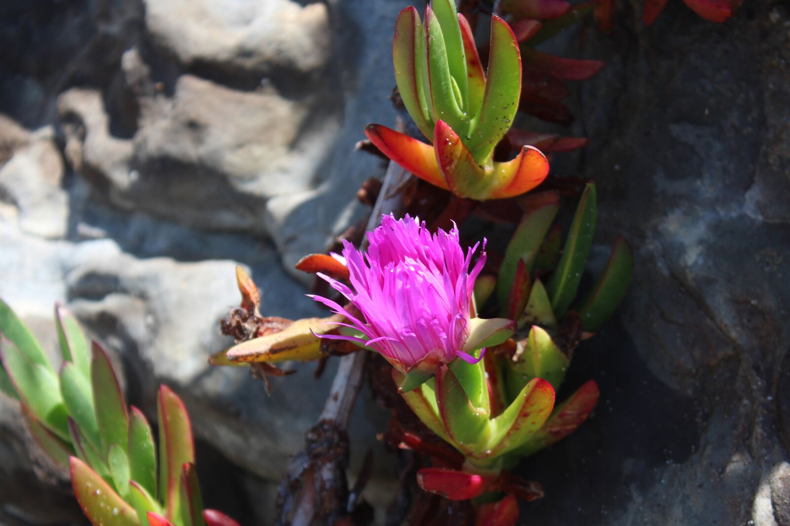 Canon EOS 600D (Rebel EOS T3i / EOS Kiss X5) sample photo. Pismo beach, california, usa photography