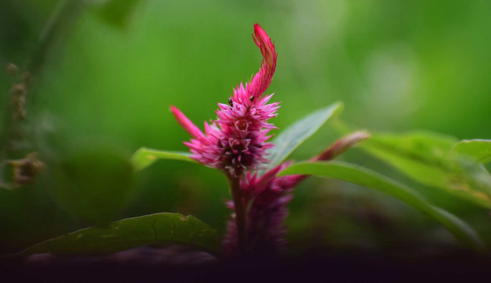 Nikon D5300 sample photo. Nature, flora, leaf photography