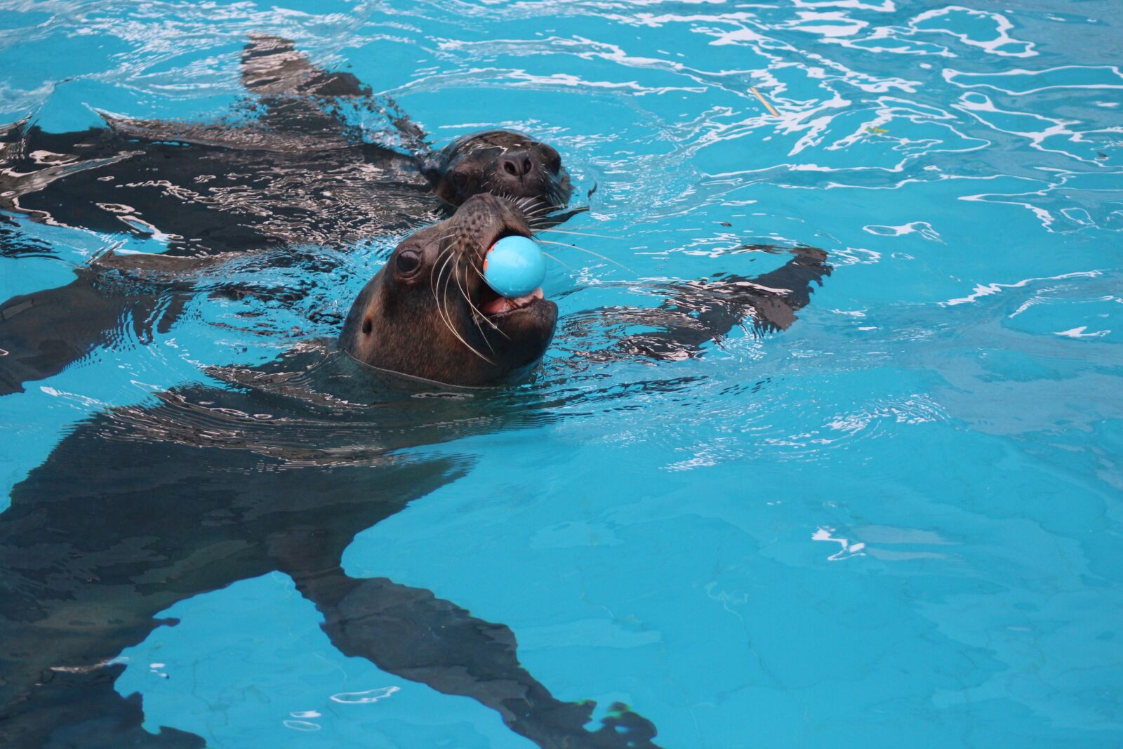 Canon EOS 1200D (EOS Rebel T5 / EOS Kiss X70 / EOS Hi) sample photo. Seal, pool, game photography