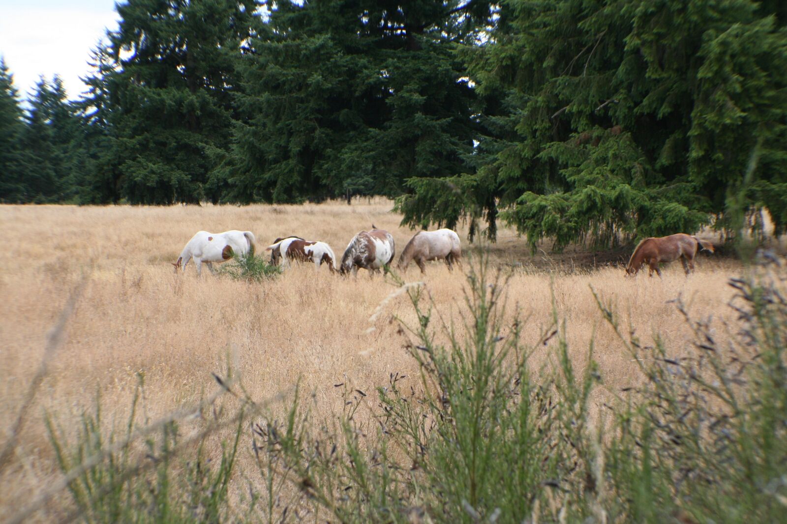 Canon EOS 350D (EOS Digital Rebel XT / EOS Kiss Digital N) sample photo. Pasture, horses, herd photography
