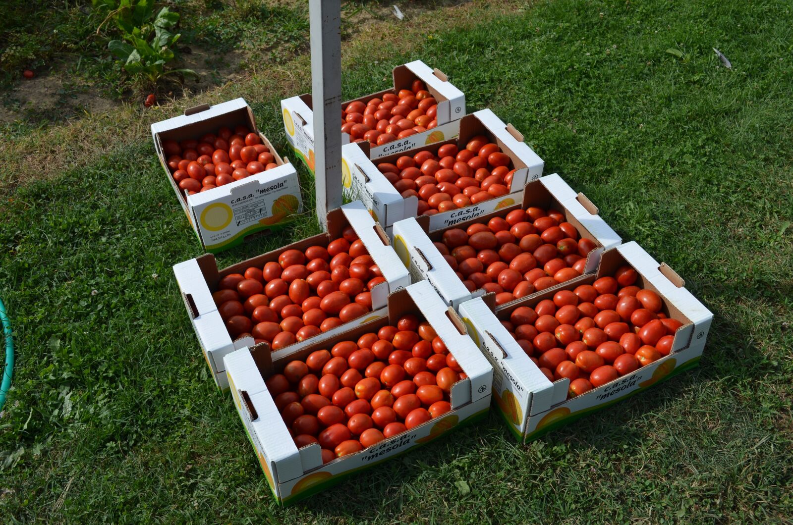 Nikon D5100 sample photo. Tomatoes, vegetables, boxes photography