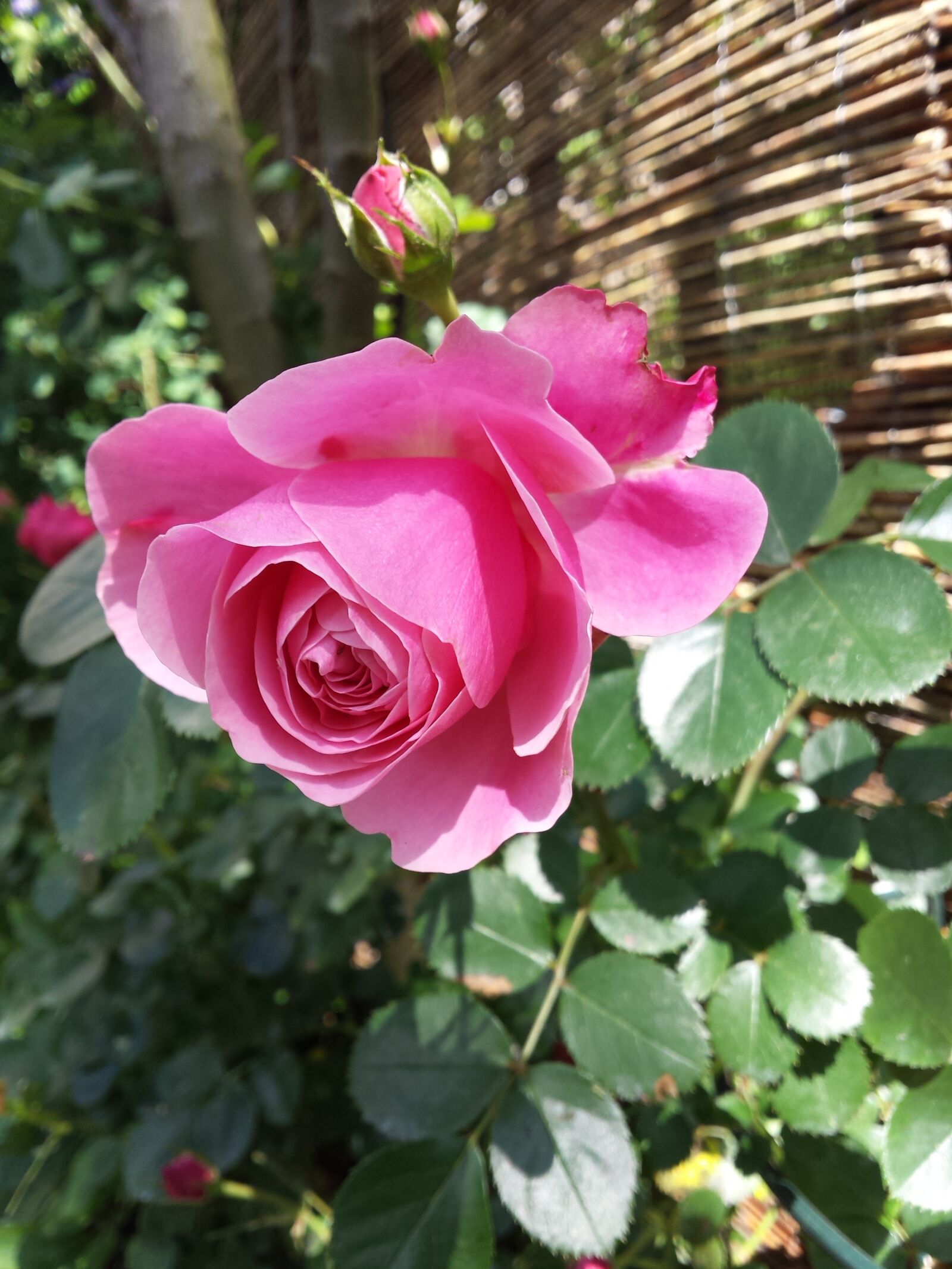 Samsung Galaxy S4 sample photo. Rambler, pink, flower photography