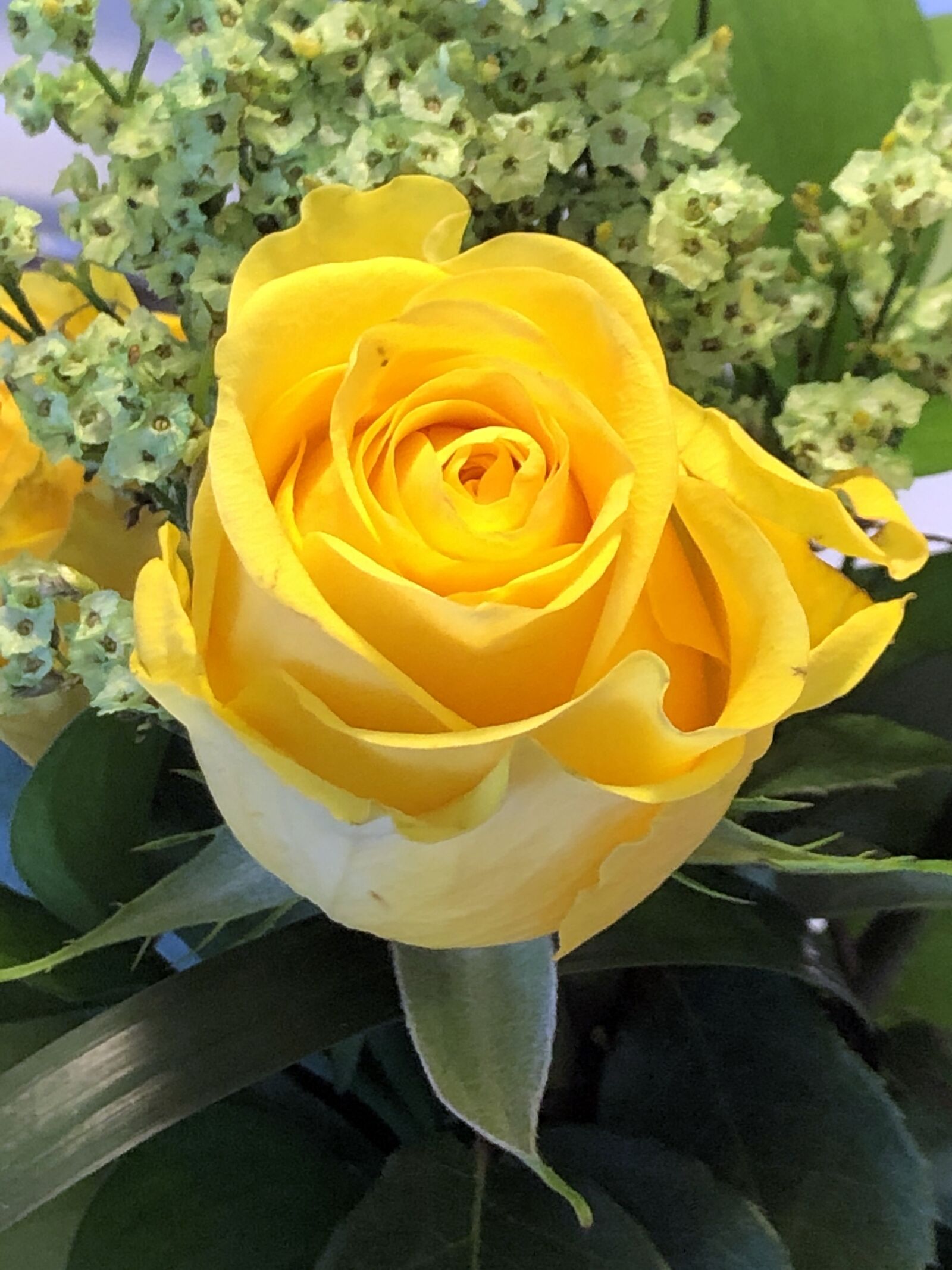 Apple iPhone 8 sample photo. Yellow rose, flower, roses photography