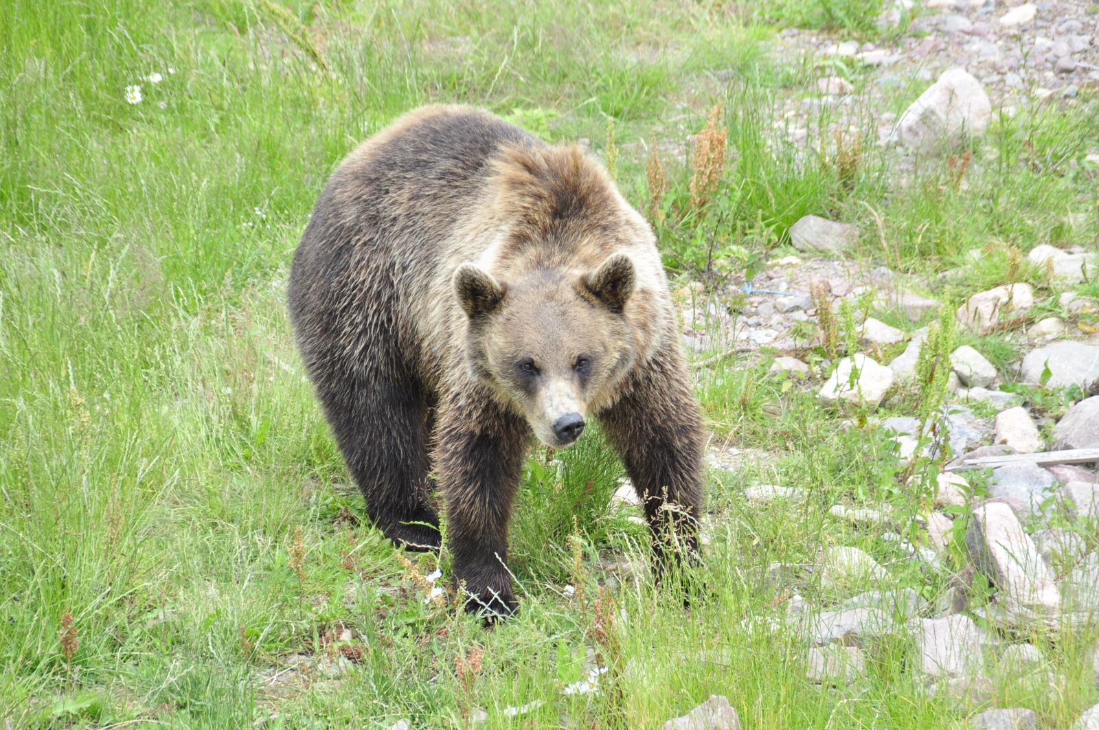 Nikon D5000 sample photo. Bear, brown, grass photography