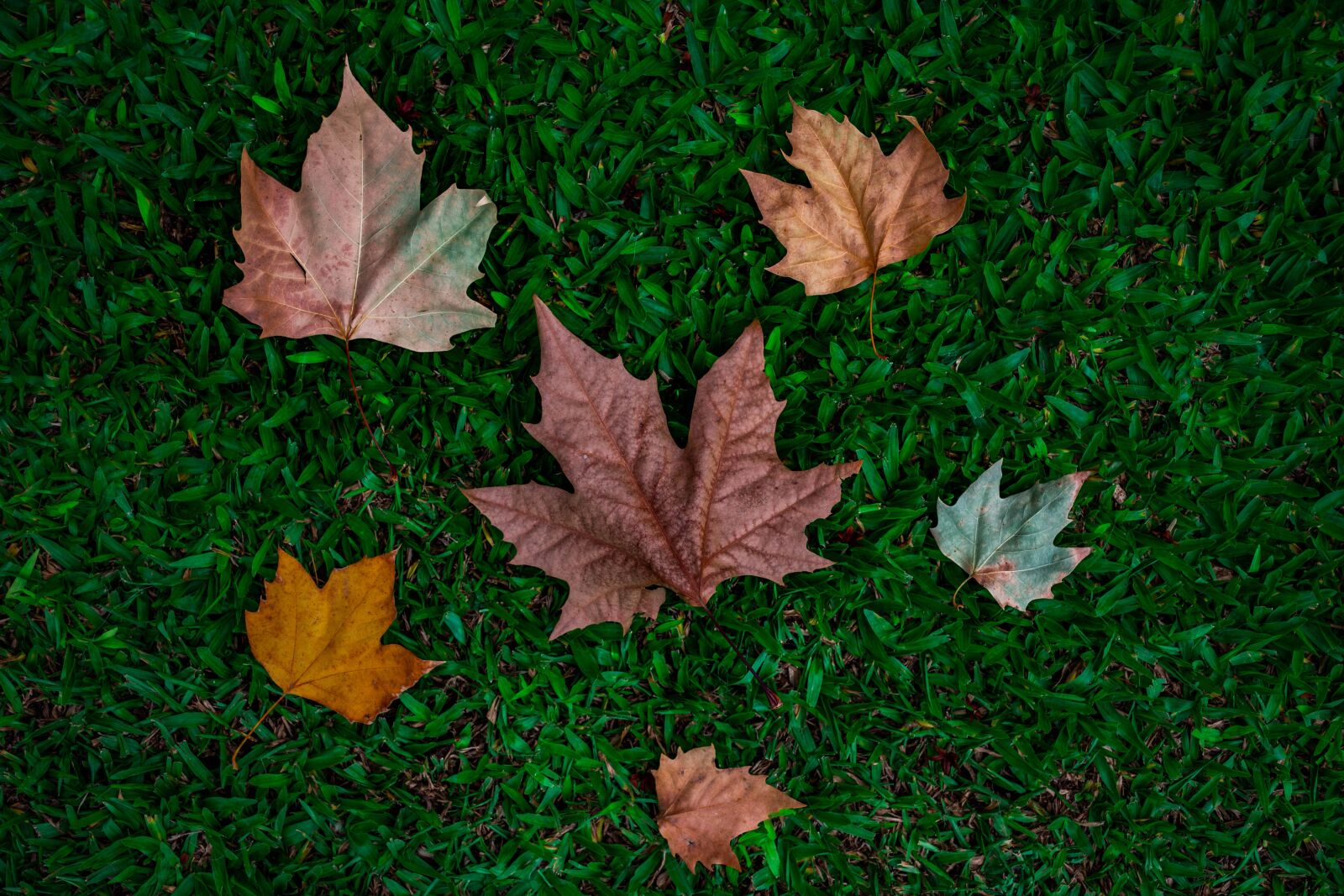 Nikon D7200 sample photo. Fall, autumn, leaves photography