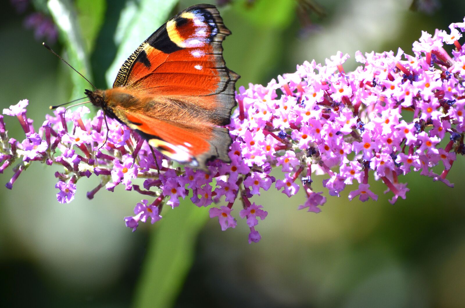 Nikon D5100 sample photo. Butterfly, wildlife, insect photography