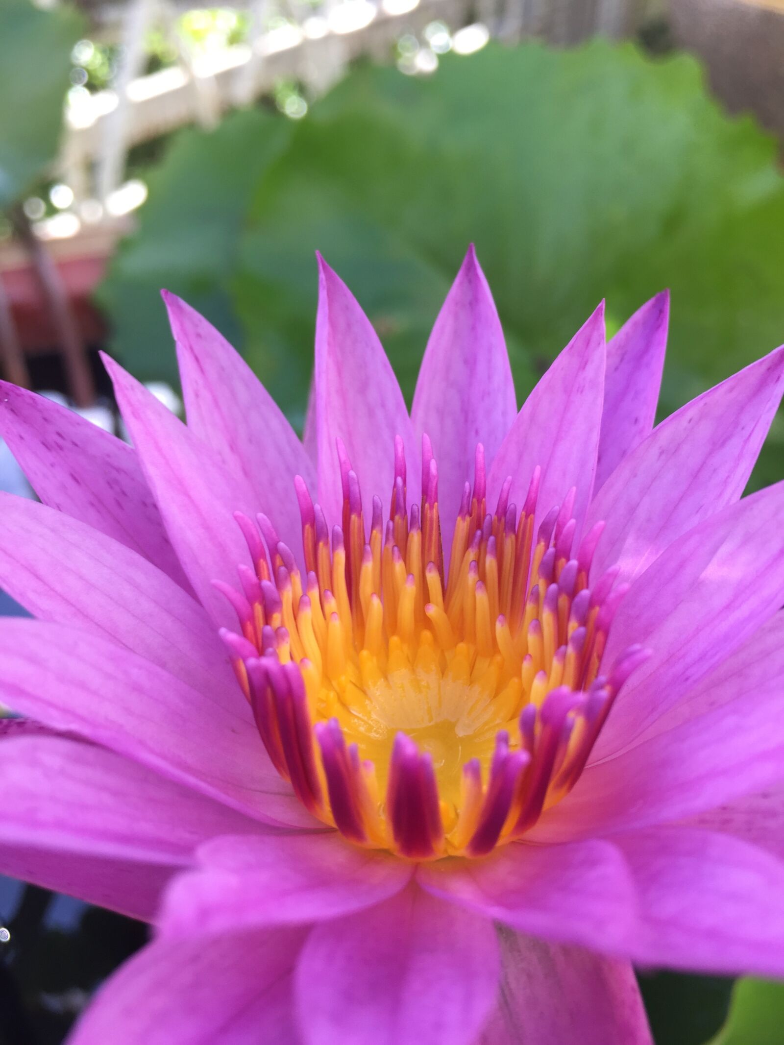 Apple iPhone 6 sample photo. Lotus, purple lotus, tub photography