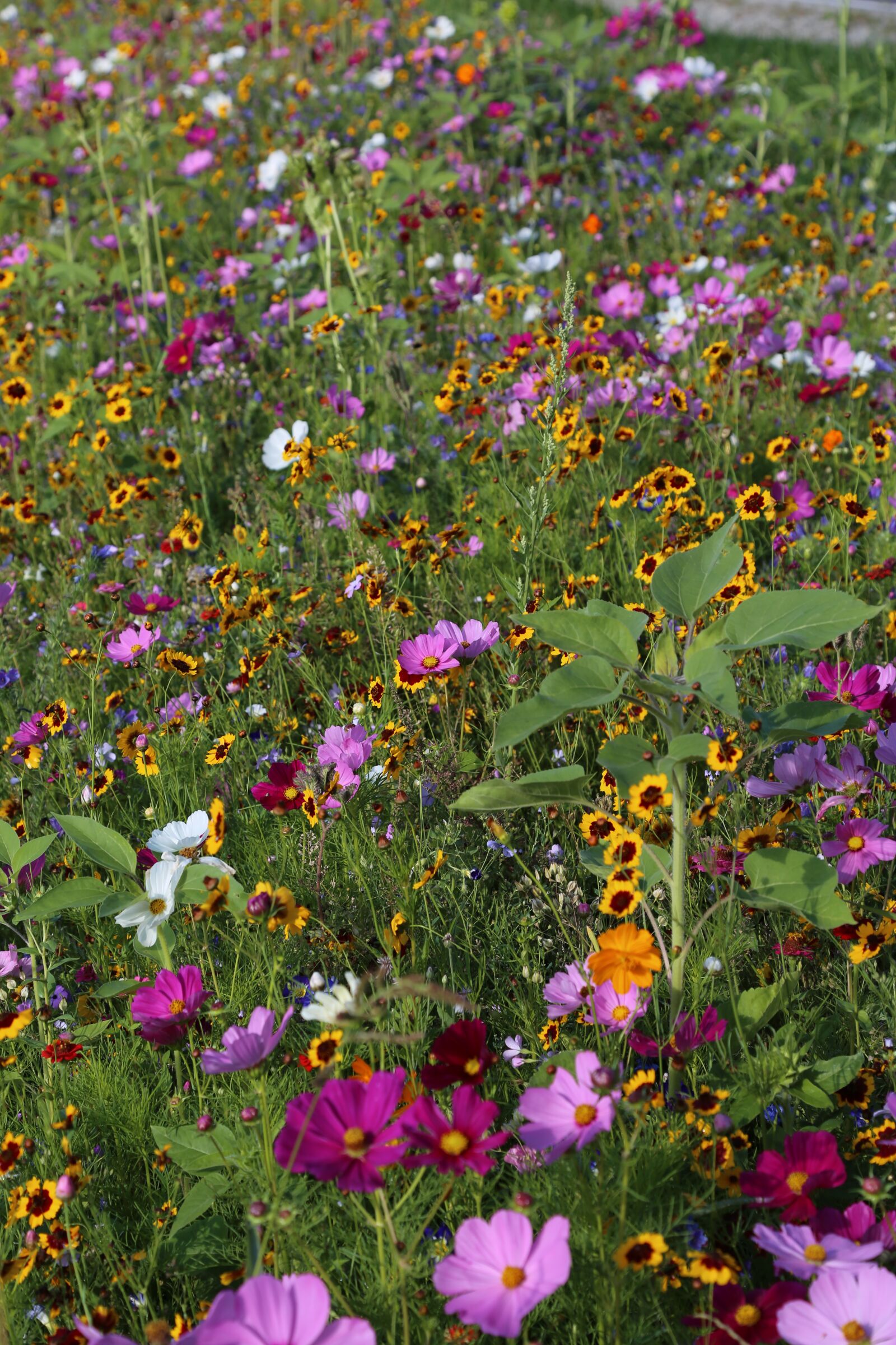 Canon EF 24-105mm F4L IS USM sample photo. Flowers, meadow, flower meadow photography