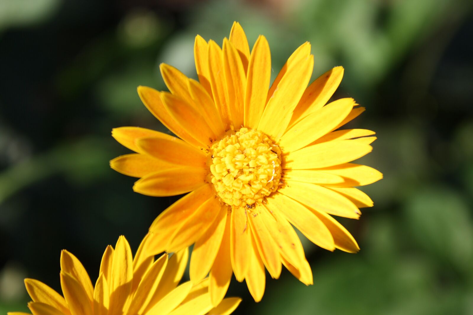 Canon EOS 1000D (EOS Digital Rebel XS / EOS Kiss F) sample photo. Yellow, flower, daisy photography