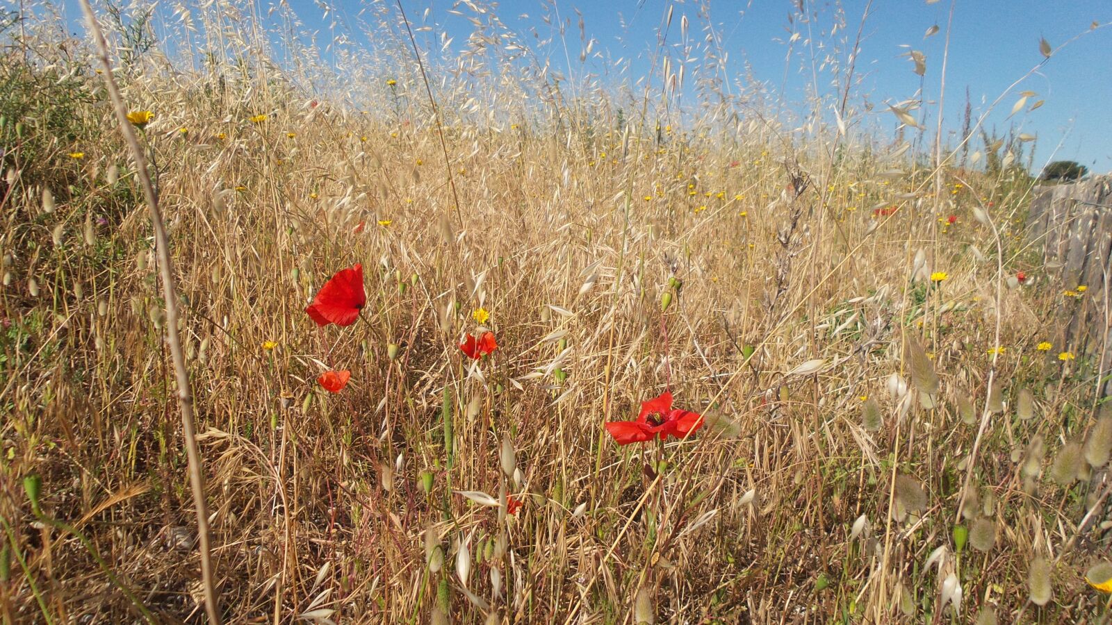 Samsung Galaxy S4 Zoom sample photo. Poppy, herbs, crazy photography