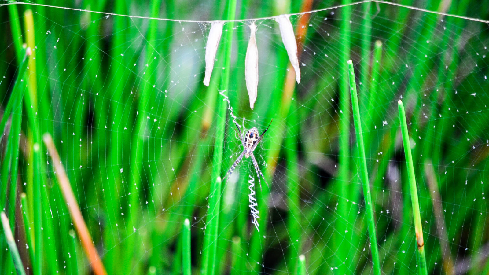 Nikon D5200 sample photo