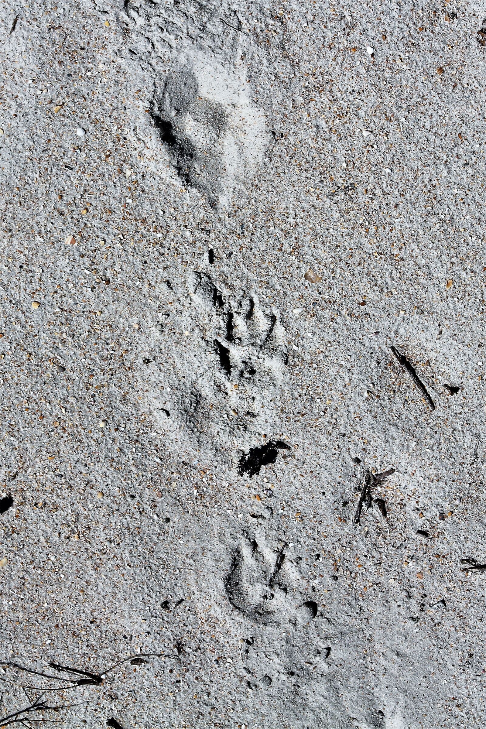 EF75-300mm f/4-5.6 sample photo. Sand, tracks, footprints photography