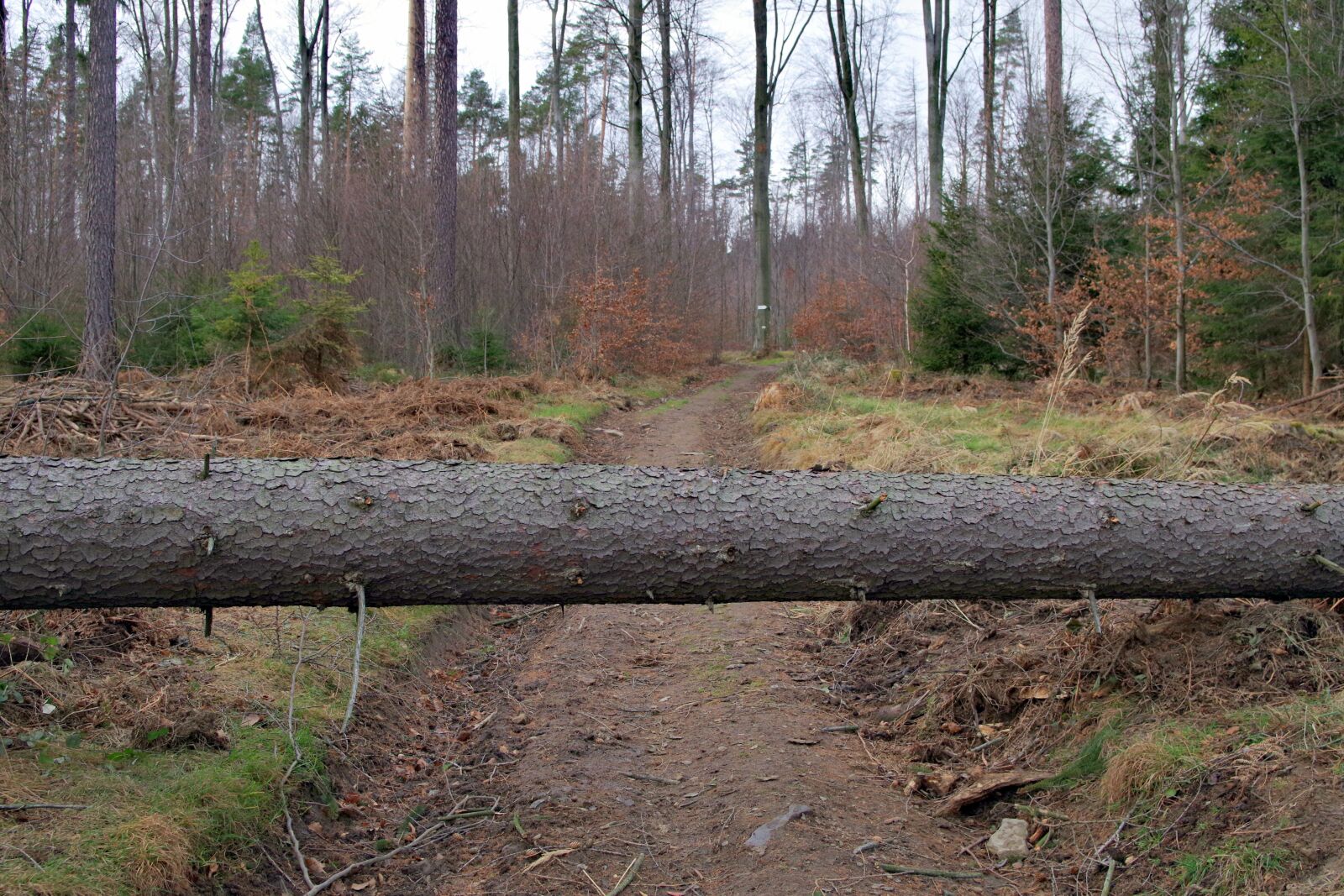 Pentax K-S2 sample photo. Obstacle, tree, nature photography