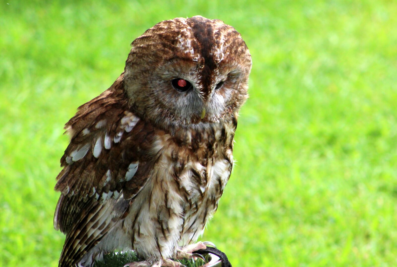 Canon EF75-300mm f/4-5.6 sample photo. Wildlife, nature, animal photography