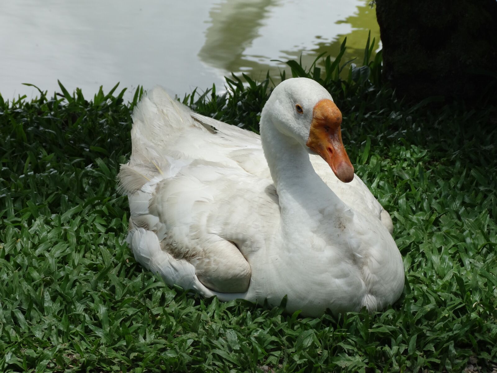 Sony Cyber-shot DSC-HX300 sample photo. Ducks, animals, nature photography