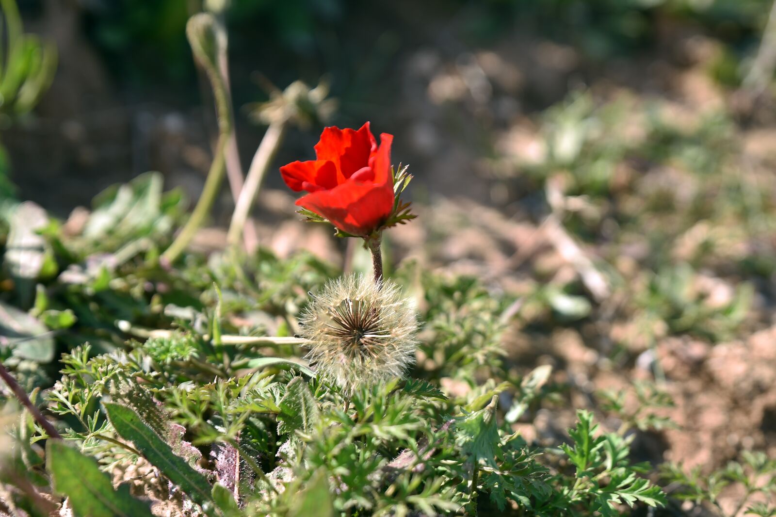 Nikon D750 sample photo. Flower, nature, poppy photography