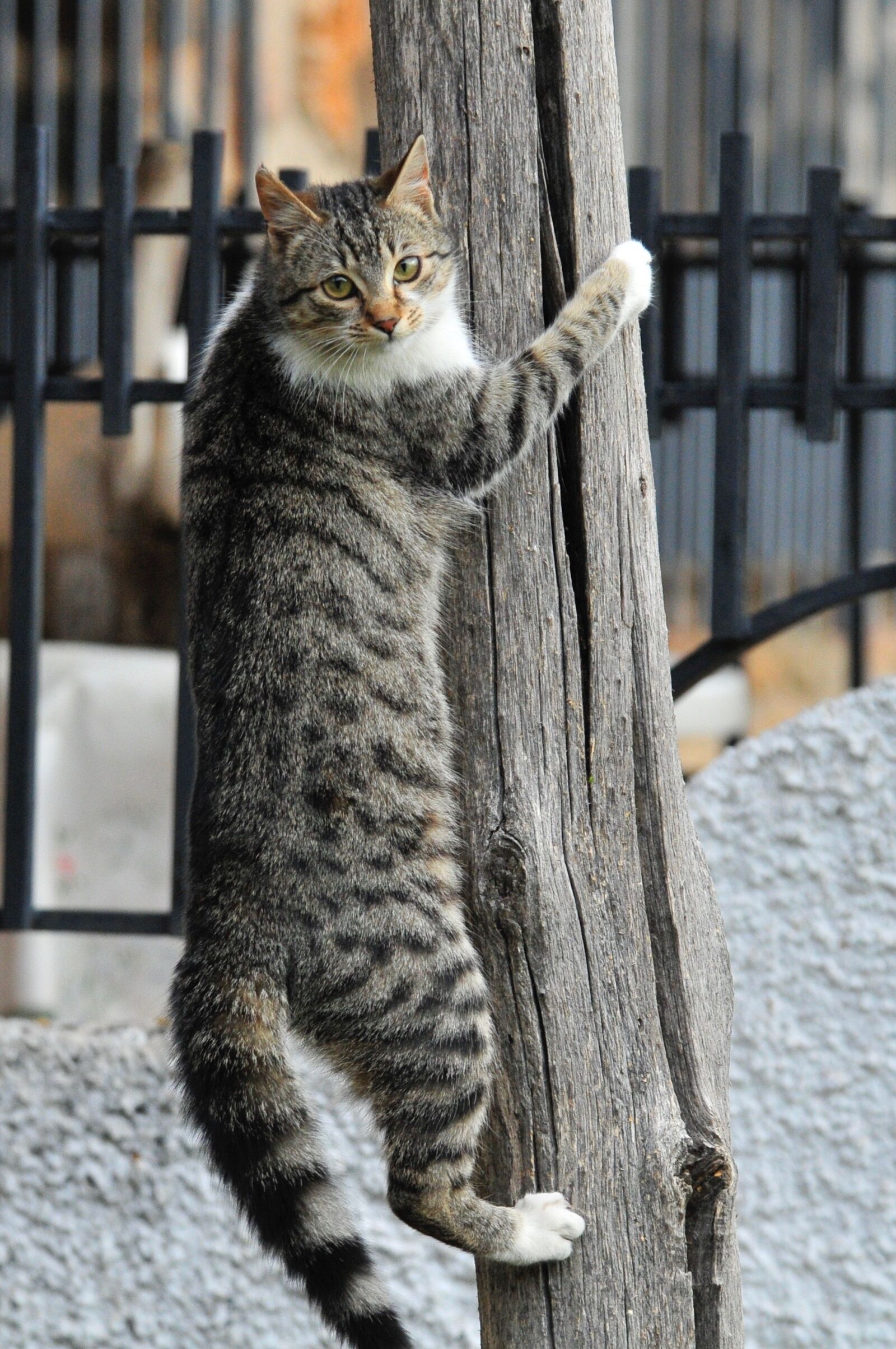 Nikon D300 sample photo. Pet, window, feline photography