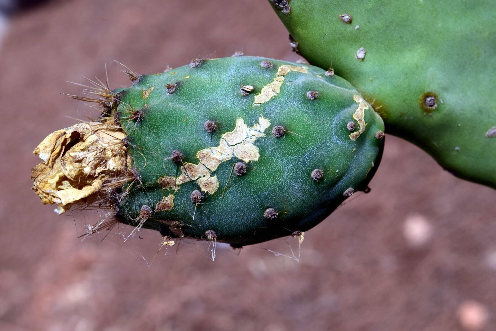 Nikon D3300 sample photo. Desert, garden, nature, cactus photography