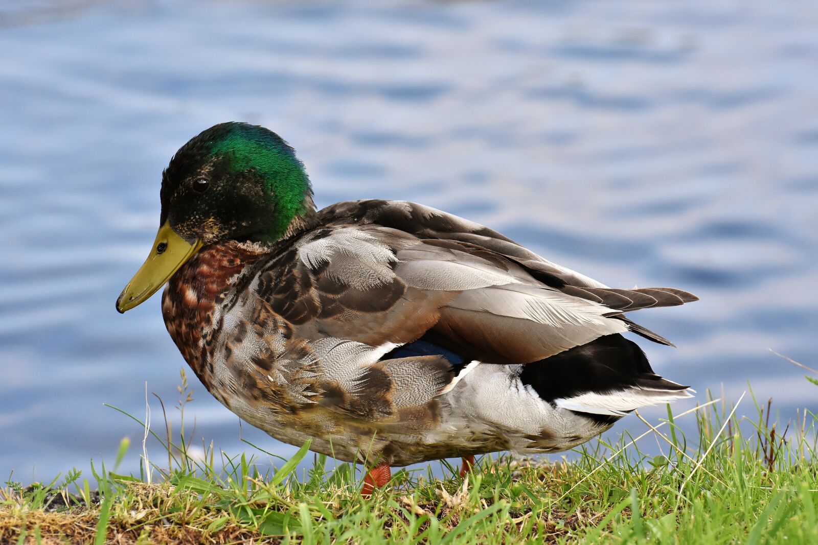Nikon D7200 sample photo. Mallard, males, water bird photography